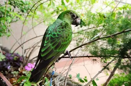 香港觀賞鸚鵡