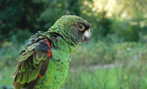 賈丁氏鸚鵡飼養