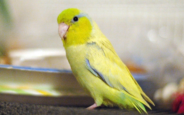 藍化太平洋鸚鵡