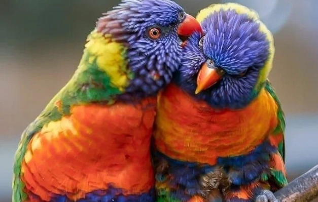 吸蜜鸚鵡 飲食 危險