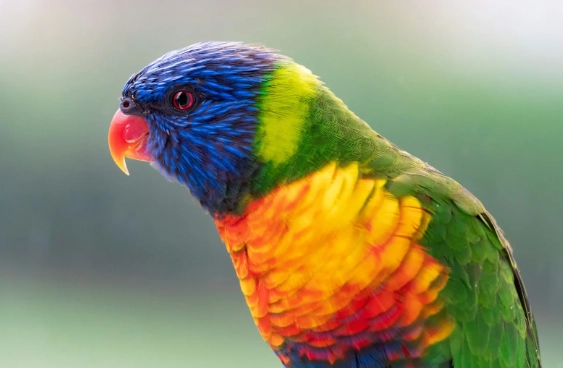 鸚鵡行為矯正 鸚鵡行為矯正