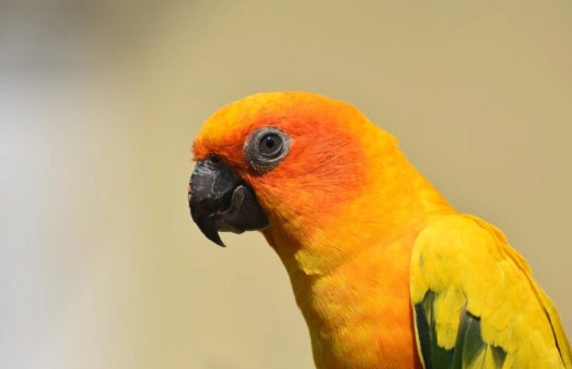 鸚鵡智力測試 鸚鵡智力測試