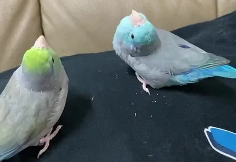 太平洋鸚鵡飲食