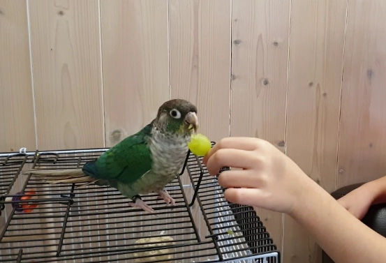 黃邊小太陽鸚鵡