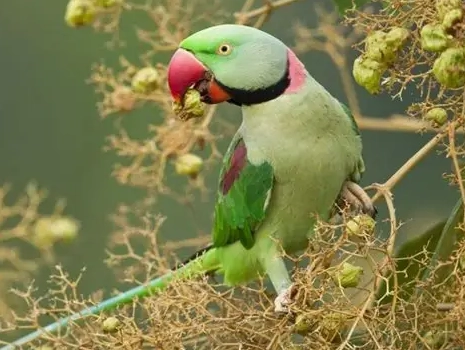 亞歷山大鸚鵡 說話能力