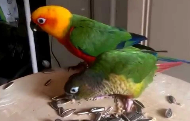 黃邊小太陽優缺點