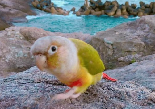 黃邊小太陽價格