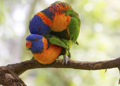 吸蜜鸚鵡動作觀察