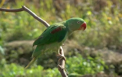 亞歷山大鸚鵡 說話能力