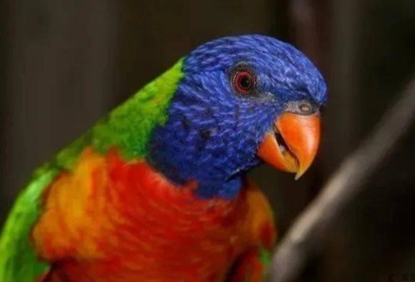 吸蜜鸚鵡動作觀察