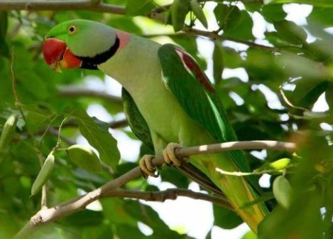 亞歷山大鸚鵡 好養嗎