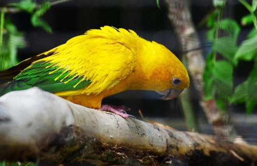 提升鸚鵡智商 提升鸚鵡智商