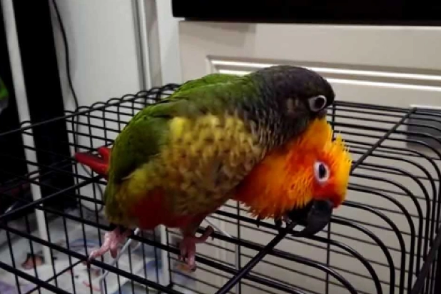 黃邊小太陽鸚鵡