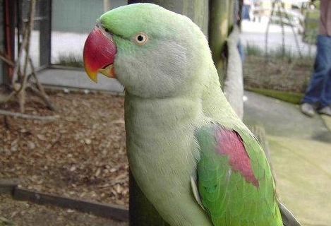 亞歷山大鸚鵡 性格