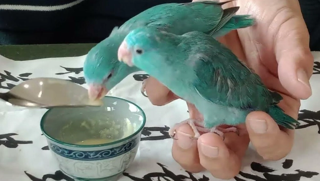 太平洋鸚鵡飼養