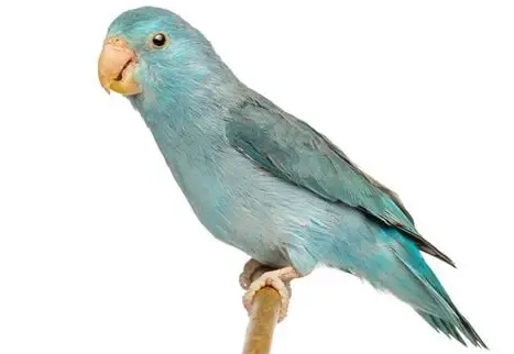 太平洋鸚鵡飼養