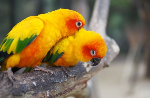 鸚鵡智力測試 鸚鵡智力測試