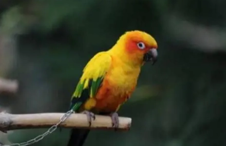 鸚鵡說話能力 鸚鵡說話能力