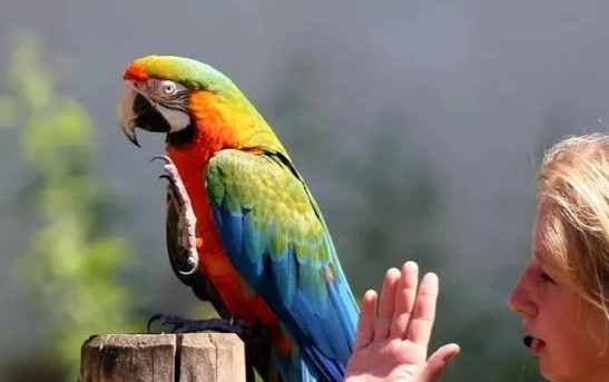 鸚鵡說話能力 鸚鵡說話能力