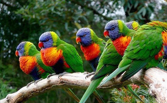 鸚鵡飼料DIY 鸚鵡飼料DIY