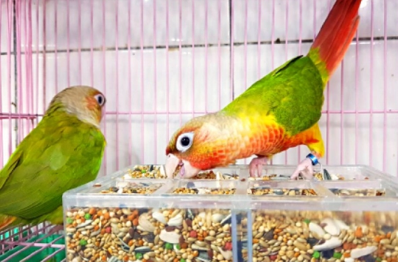 鸚鵡 飲食安全
