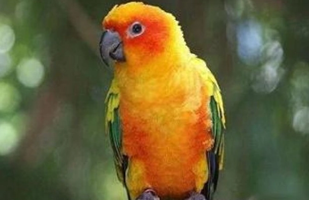 鸚鵡智商 鸚鵡智商