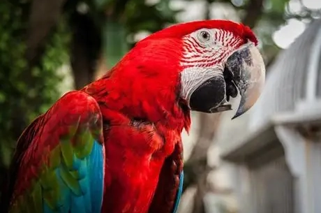 鸚鵡智商 鸚鵡智商