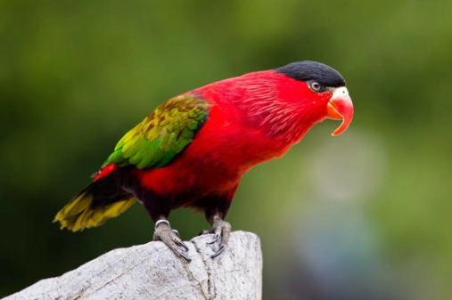 吸蜜鸚鵡飼養 吸蜜鸚鵡飼養