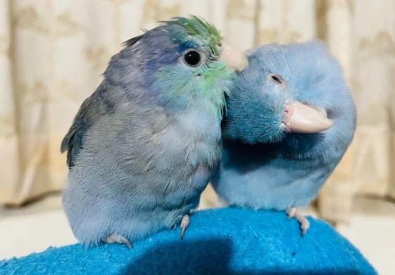藍化太平洋鸚鵡