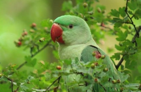 亞歷山大鸚鵡 性格