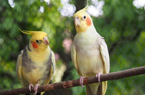 鸚鵡說話能力 鸚鵡說話能力
