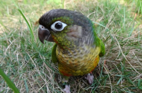 黃邊小太陽鸚鵡