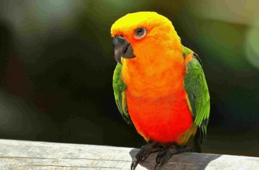 提升鸚鵡智商 提升鸚鵡智商