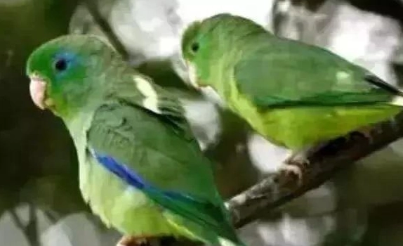 太平洋鸚鵡飼養