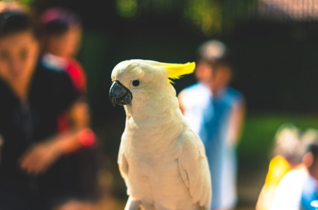 鸚鵡智商 鸚鵡智商