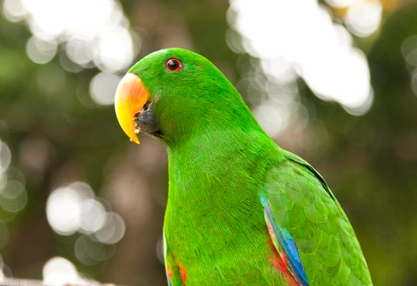 鸚鵡 不能吃的水果