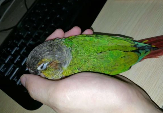 黃邊小太陽優缺點