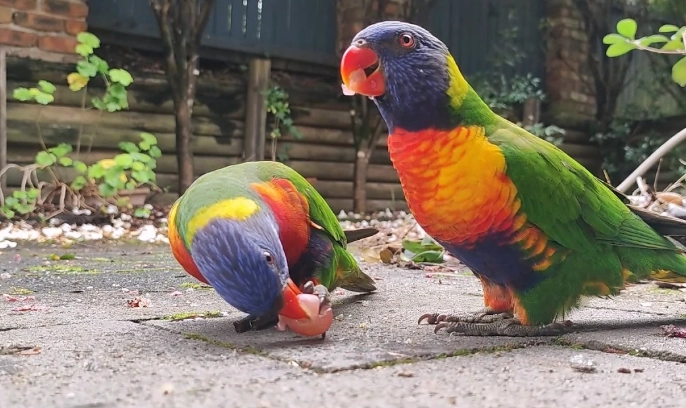 吸蜜鸚鵡飼養 吸蜜鸚鵡飼養
