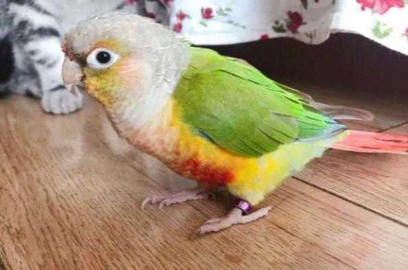 黃邊小太陽價格