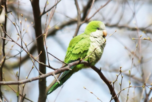 鸚鵡智力測試 鸚鵡智力測試