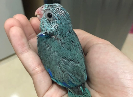 藍化太平洋鸚鵡