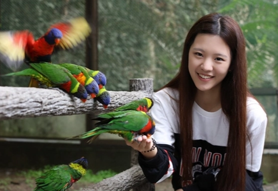 吸蜜鸚鵡飼養 吸蜜鸚鵡飼養