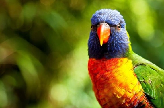 吸蜜鸚鵡 水果 禁忌