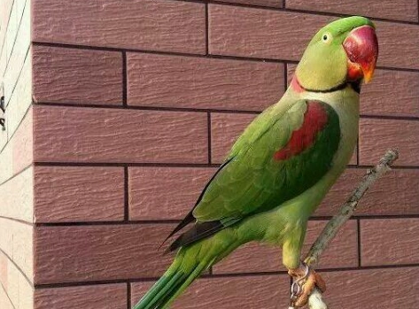 亞歷山大鸚鵡 好養嗎