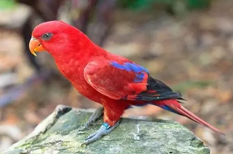 鸚鵡行為矯正 鸚鵡行為矯正