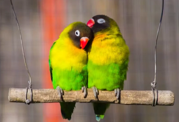 愛情鳥飼養技巧