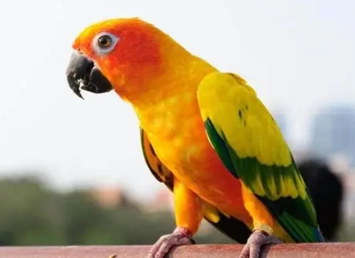 鸚鵡種類介紹