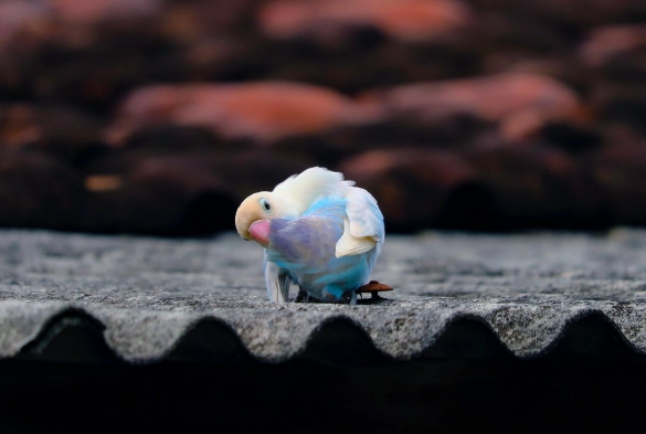 愛情鳥健康管理