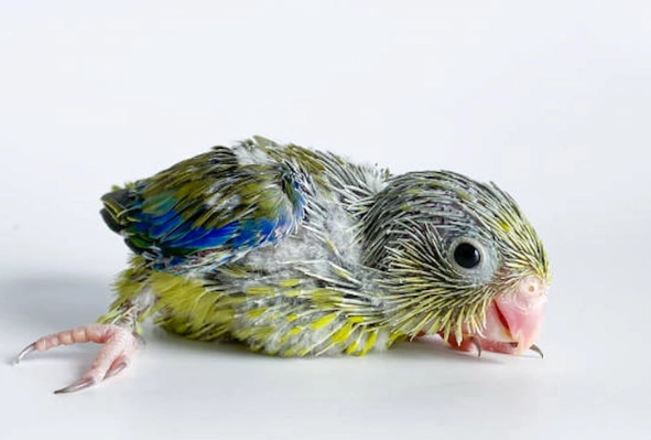 太平洋鸚鵡健康照護 太平洋鸚鵡健康照護