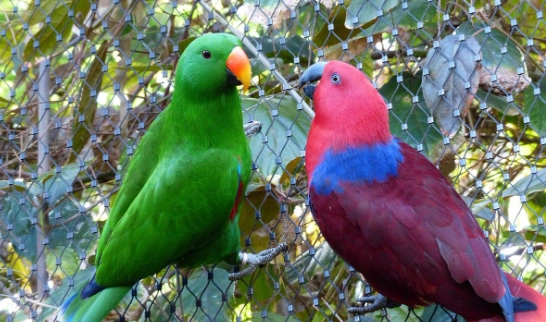 折衷鸚鵡性別鑑定